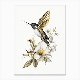 Buff Bellied Hummingbird Vintage Gold & Black Canvas Print