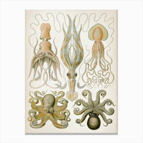 Vintage Haeckel 1 Tafel 54 Trichterkraken Canvas Print