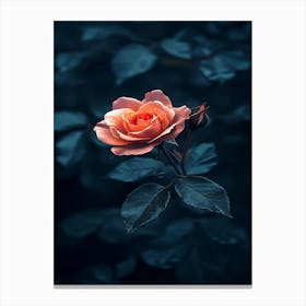 Dark Rose 142 Canvas Print