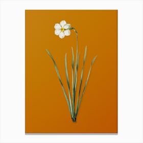 Vintage Narcissus Poeticus Botanical on Sunset Orange n.0927 Canvas Print