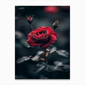 Dark Rose 96 Canvas Print