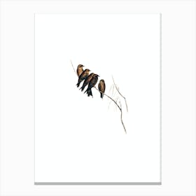 Vintage Little Wood Swallow Bird Illustration on Pure White n.0394 Canvas Print