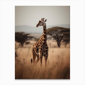 Giraffe In The Savannah 1 Canvas Print