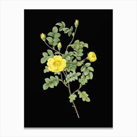 Vintage Yellow Sweetbriar Rose Botanical Illustration on Solid Black n.0843 Canvas Print