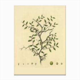 Tree With Leaves And Fruit Canvas Print