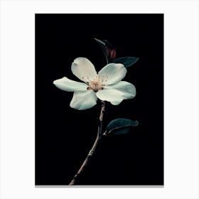 White Flower 1 Canvas Print