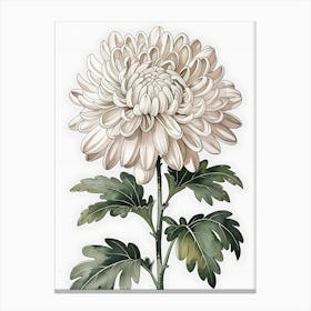 Chrysanthemum 4 Canvas Print