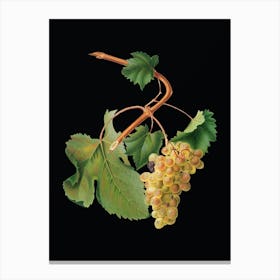 Vintage Vermentino Grapes Botanical Illustration on Solid Black n.0592 Canvas Print