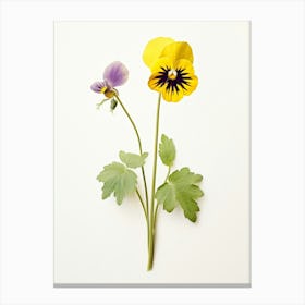 Pressed Wildflower Botanical Art Downy Yellow Violet Viola 1 Canvas Print