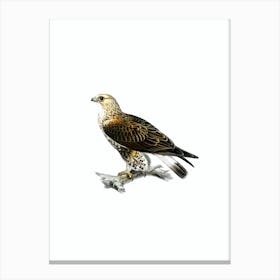 Vintage Rough Legged Hawk Bird Illustration on Pure White n.0035 Canvas Print