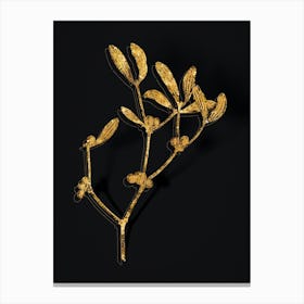 Vintage Viscum Album Branch Botanical in Gold on Black n.0286 Canvas Print