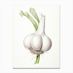 Garlic Vintage Botanical Herbs 1 Canvas Print
