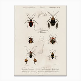 Different Types Of Insects, Charles Dessalines D'Orbigny 4 Canvas Print