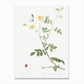 Field Rose, Pierre Joseph Redoute Canvas Print