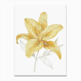 Yellow Lily 11 Canvas Print