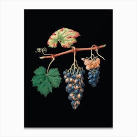 Vintage Summer Grape Botanical Illustration on Solid Black n.0791 Canvas Print