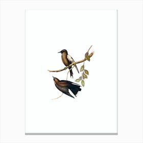 Vintage Grey Breasted Wood Swallow Bird Illustration on Pure White Canvas Print