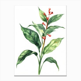 Watercolor Illustration Of A Plant Canvas Print