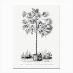 Vintage Palm Tree Art Print _2643192 Canvas Print