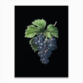 Vintage Grape Vine Botanical Illustration on Solid Black n.0781 Canvas Print