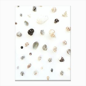 Sea Shells Canvas Print