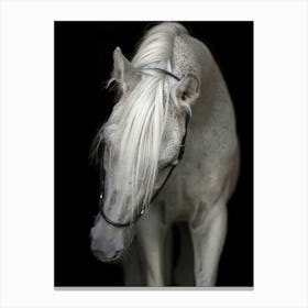 White Horse 1 Canvas Print