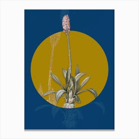 Vintage Botanical Swamp Pink on Circle Yellow on Blue Canvas Print