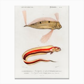 Different Types Of Fishes, Charles Dessalines D'Orbigny 3 Canvas Print