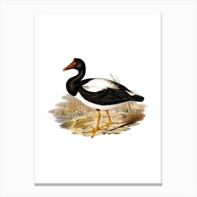 Vintage Magpie Goose Bird Illustration on Pure White Canvas Print