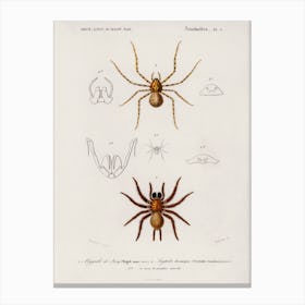 Different Types Of Spiders, Charles Dessalines D' Orbigny Canvas Print