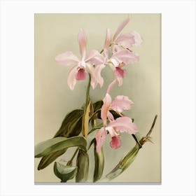 Orchids 2 Canvas Print