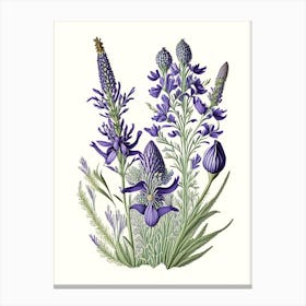 Lavender Wildflower Vintage Botanical 2 Canvas Print