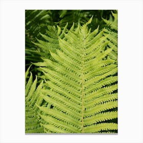 Vibrant green fern leaf Canvas Print