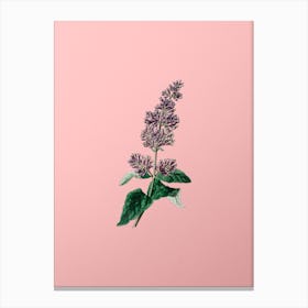 Vintage Lady Josika's Lilac Flower Botanical on Soft Pink n.0407 Canvas Print