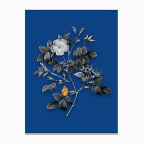 Vintage Malmedy Rose Black and White Gold Leaf Floral Art on Midnight Blue n.1073 Canvas Print