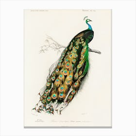 Peacock 1 Canvas Print