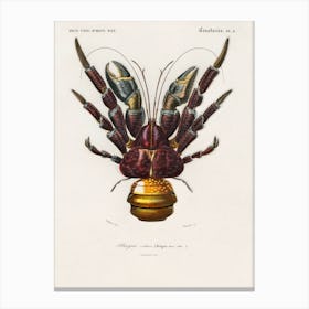 Coconut Crab (Birgus Latroi), Charles Dessalines D'Orbigny Canvas Print