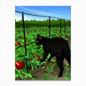 Black Cat In Tomato Field Canvas Print