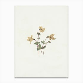 Yellow Saxifrage Canvas Print