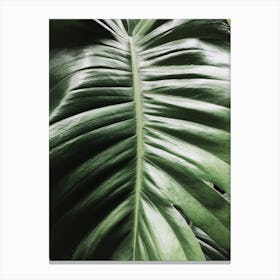 Green Monstera Leaf Canvas Print