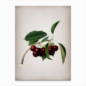 Vintage Cherry Botanical on Parchment n.0235 Canvas Print