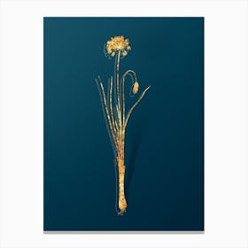 Vintage Autumn Onion Botanical in Gold on Teal Blue n.0238 Canvas Print