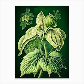 Mayapple Wildflower Vintage Botanical 2 Canvas Print