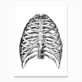 Human ribs Canvas Print