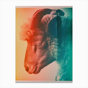 Polaroid Sheep Portrait 1 Canvas Print