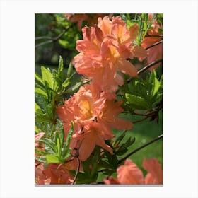 Blooming Rhododendron in the sunlight Canvas Print