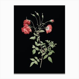 Vintage Red Rose Botanical Illustration on Solid Black n.0586 Canvas Print
