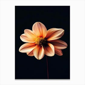 Dahlia 20 Canvas Print