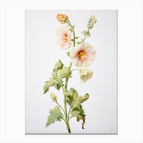 Pressed Flower Botanical Art Hollyhock 2 Canvas Print