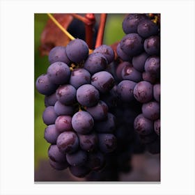 Black Grapes Canvas Print